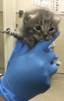 Domestic Short Hair Cats Available for Adoption - A1905777 | PetCurious