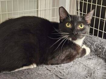 Spidergirl -  Domestic Short Hair Cat for Adoption in Vancouver, Washington - Spidergirl | PetCurious