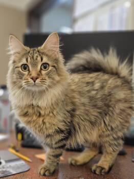 Booker Gollum -  Domestic Long Hair Cat for Adoption in Burlington, Iowa - Booker Gollum | PetCurious
