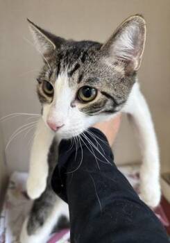 Jackson - I am at Petsmart Framingham -  Domestic Short Hair Cat for Adoption in East Brookfield, Massachusetts - Jackson - I Am At Petsmart Framingham | PetCurious