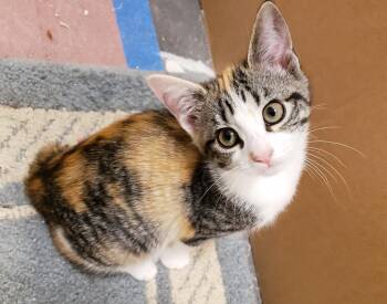 Rescue Calico Cats for Adoption in Capshaw, Alabama - PHOEBE | PetCurious