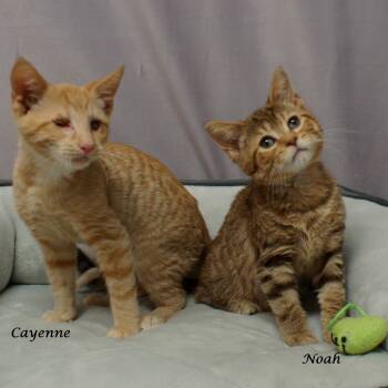 Rescue Domestic Short Hair Cats for Adoption in Lebanon, Tennessee - Noah C25-112 | PetCurious