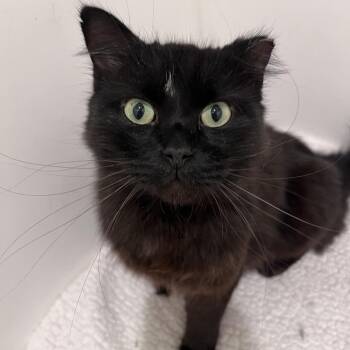 Phoenix -  Domestic Medium Hair Cat for Adoption in Arlington Heights, Illinois - Phoenix | PetCurious