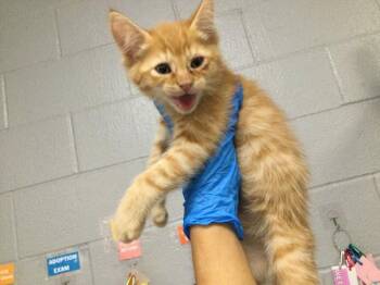 A1935331 -  Domestic Short Hair Cat for Adoption in Thousand Palms, California - A1935331 | PetCurious