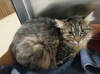 Domestic Long Hair and Domestic Short Hair Cats Available for Adoption in West Chester, Pennsylvania - Mittens | PetCurious