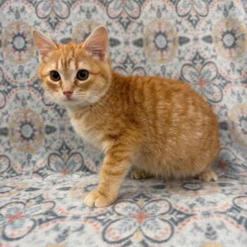 Knox -  Domestic Short Hair Cat for Adoption in Raleigh, North Carolina - Knox | PetCurious