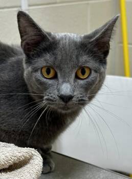 Domestic Short Hair Cats Available for Adoption in Westland, Michigan - Cricket | PetCurious