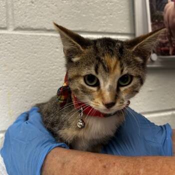 Rescue Domestic Short Hair Cats for Adoption in Chattanooga, Tennessee - Rigatoni | PetCurious