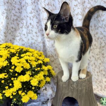 Sike -  Domestic Short Hair Cat for Adoption in Bardstown, Kentucky - Sike | PetCurious
