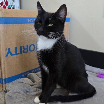 Mamma -  Domestic Short Hair Cat for Adoption in Klamath Falls, Oregon - Mamma | PetCurious