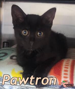 Pawtron -  Domestic Short Hair Cat for Adoption in Douglasville, Georgia - Pawtron | PetCurious