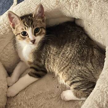 Rescue Tabby Cats for Adoption in Bethel, Connecticut - Rusty | PetCurious