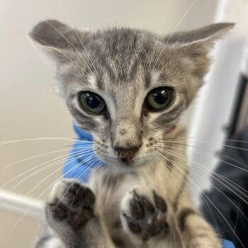 Mantis -  Domestic Short Hair Cat for Adoption in Lakeland, Florida - Mantis | PetCurious