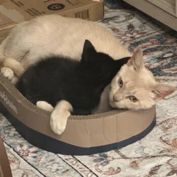 Carol -  Domestic Short Hair Cat for Adoption in Liverpool, Texas - Carol | PetCurious