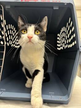 Rescue Domestic Short Hair Cats for Adoption in Pomona, New York - Lilly | PetCurious