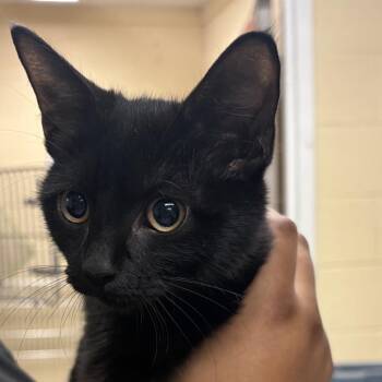 Salem -  Domestic Short Hair Cat for Adoption in Waldorf, Maryland - Salem | PetCurious