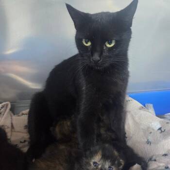 Krissy -  Domestic Short Hair Cat for Adoption in Marble, North Carolina - Krissy | PetCurious