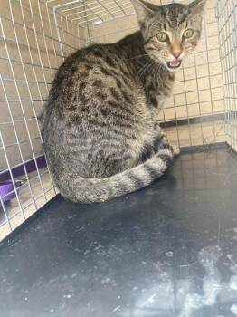 Domestic Short Hair Cats Available for Adoption - GABE | PetCurious