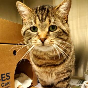 Prince -  Domestic Short Hair Cat for Adoption - Prince | PetCurious