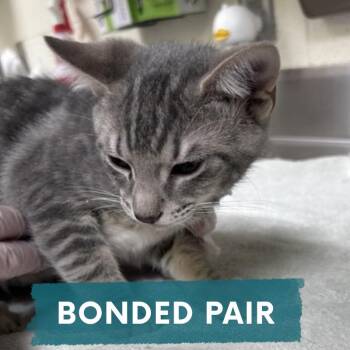 Bart -  Domestic Short Hair Cat for Adoption in Asheville, North Carolina - Bart | PetCurious