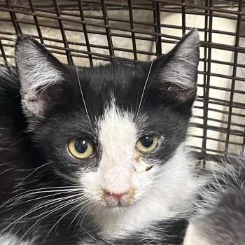 Goatee -  Domestic Short Hair Cat for Adoption in Yuma, Arizona - Goatee | PetCurious