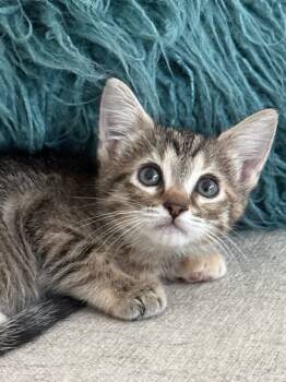 Sugar -  Domestic Short Hair Cat for Adoption in Fort Worth, Texas - Sugar | PetCurious