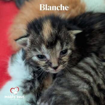 Gold & Girls:  Blanche -  Domestic Medium Hair Cat for Adoption in Council Bluffs, Iowa - Gold & Girls:  Blanche | PetCurious