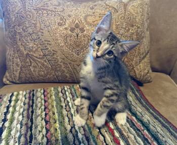 WILLOUGHBY -  Domestic Short Hair Cat for Adoption in Orlando, Florida - WILLOUGHBY | PetCurious