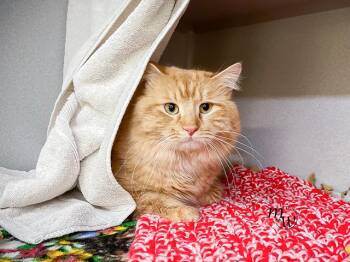 Domestic Long Hair and Domestic Short Hair Cats Available for Adoption - MONGOOSE | PetCurious