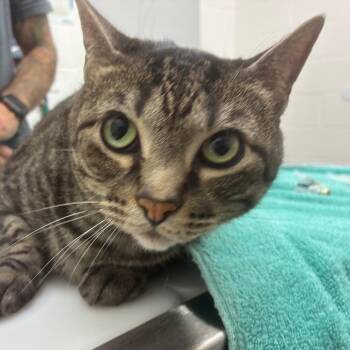 Domestic Short Hair Cats Available for Adoption in Corpus Christi, Texas - Keanu | PetCurious