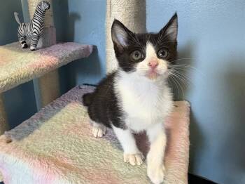 Domestic Short Hair Cats Available for Adoption in Santa Clara, California - PULASKY | PetCurious