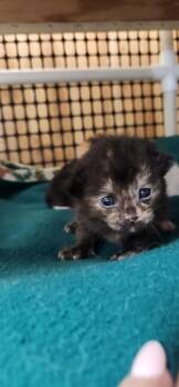 Kitten 27769 (Charlotte) -  Tortoiseshell Cat for Adoption in Parlier, California - Kitten 27769 (Charlotte) | PetCurious