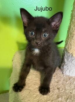 Rescue Domestic Short Hair Cats for Adoption in Bellevue, Nebraska - Ju Ju Bo | PetCurious