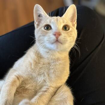 Rescue Tabby and Domestic Short Hair Cats for Adoption in UNIVERSITY PA, Maryland - Buff | PetCurious