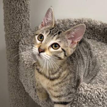 Ruby -  Domestic Short Hair Cat for Adoption in Pleasanton, California - Ruby | PetCurious