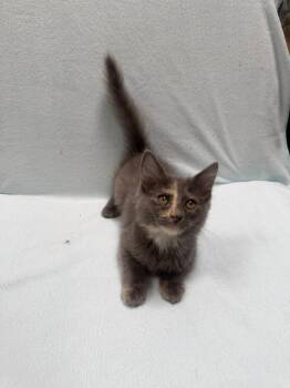 Willow -  Domestic Short Hair Cat for Adoption in Oceanside, California - Willow | PetCurious