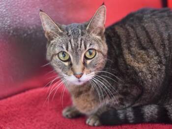 Rescue Domestic Short Hair Cats for Adoption in Portland, Oregon - Pickles | PetCurious