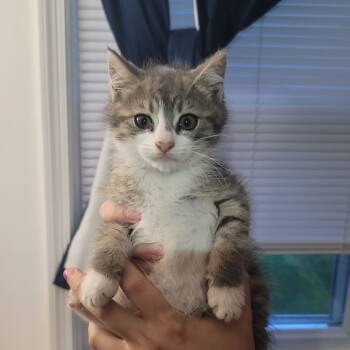 Rescue Domestic Short Hair Cats for Adoption in Reisterstown, Maryland - Buttercup (needs A Buddy) | PetCurious