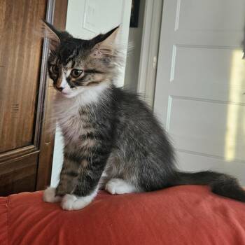 Ruckus Orr -  Domestic Long Hair Cat for Adoption in Eagle Mountain, Utah - Ruckus Orr | PetCurious