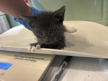SALEM -  Domestic Short Hair Cat for Adoption in Grand Prairie, Texas - SALEM | PetCurious