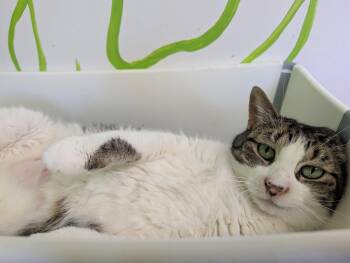 Domestic Short Hair Cats Available for Adoption in Montreal, Quebec - Pitaya | PetCurious