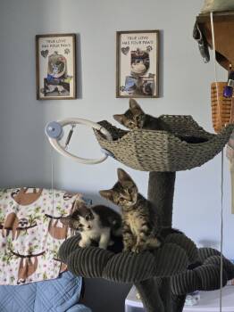 Domestic Short Hair Cats Available for Adoption in Wheaton, Illinois - Smudge | PetCurious
