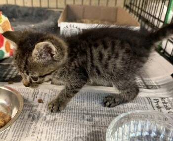 Ziggy -  Domestic Short Hair and Tabby Cat for Adoption in Apollo, Pennsylvania - Ziggy | PetCurious