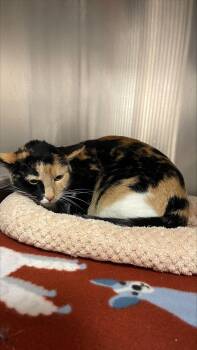 Iggy -  Domestic Short Hair Cat for Adoption in Allen, Texas - Iggy | PetCurious