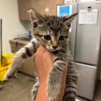 Zigzag -  Domestic Short Hair Cat for Adoption in Ottawa, Kansas - Zigzag | PetCurious
