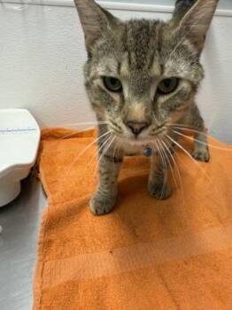 Snickers -  Domestic Short Hair Cat for Adoption in West Chester, Pennsylvania - Snickers | PetCurious