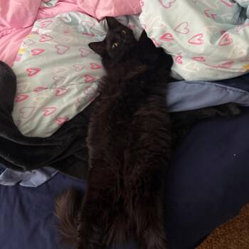 Domestic Long Hair Cats Available for Adoption in Midland, Texas - Poe | PetCurious