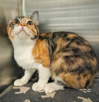 Confetti -  Domestic Short Hair Cat for Adoption in Fresno, California - Confetti | PetCurious