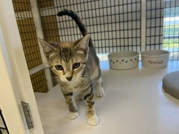 Chili -  Domestic Short Hair Cat for Adoption - Chili | PetCurious