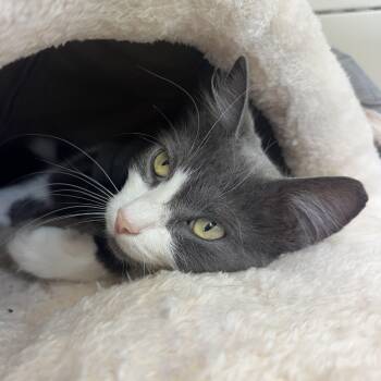 Maggie -  Domestic Medium Hair Cat for Adoption in Salem, New Hampshire - Maggie | PetCurious